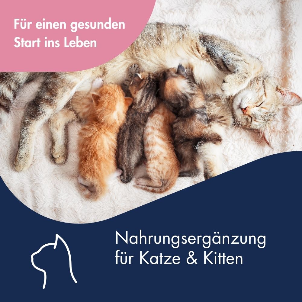 Katze Kätzchen Emulsion