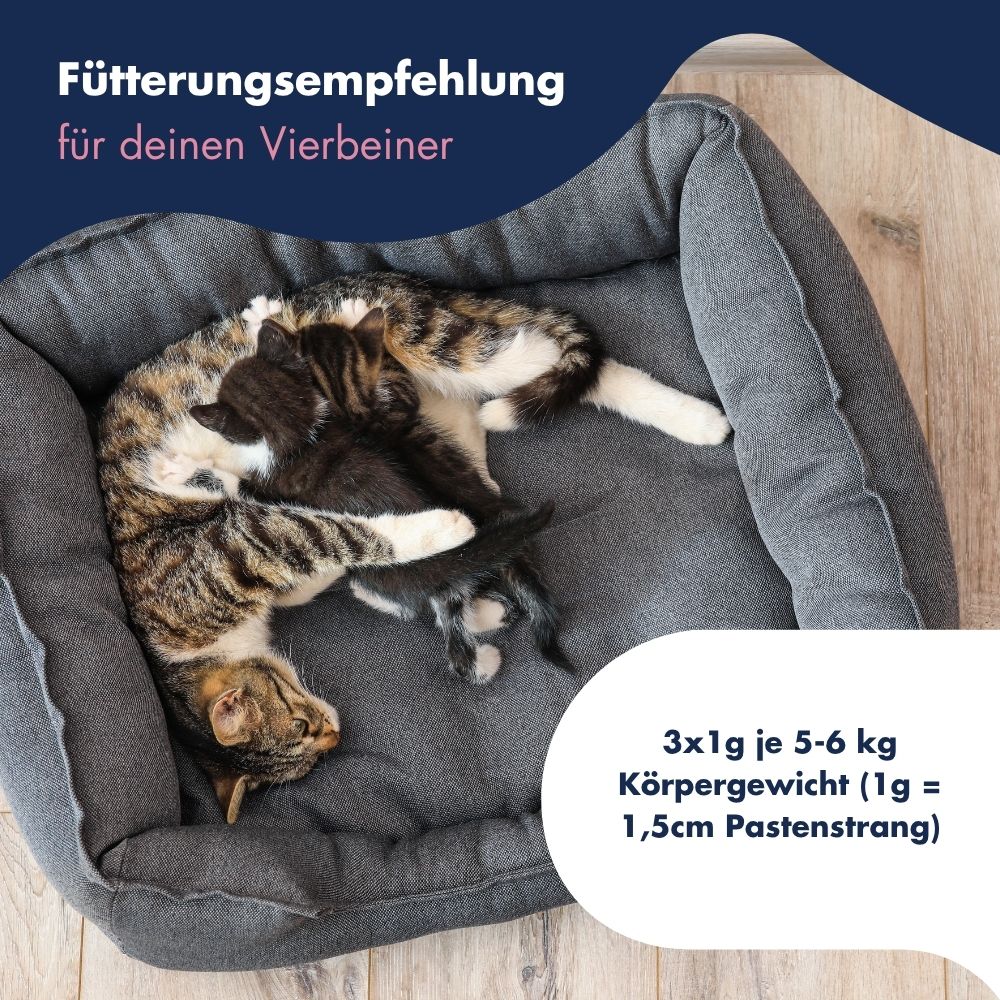 Katze Kätzchen Emulsion